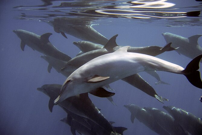 Dolphin Watching 2 Islands Tour - From Faro - Cancellation Policy