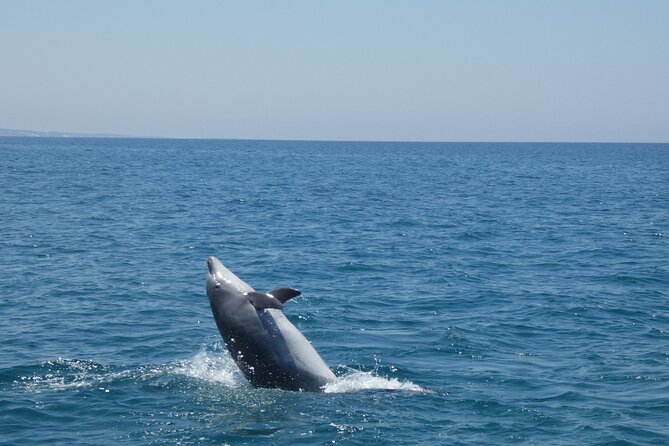 Dolphin Watching and Tour in the Arrábida Natural Park - Review Examples