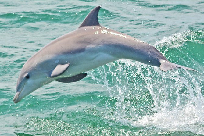 Dolphin Watching Around Cape May - Duration and Schedule of Dolphin Watching Cruises
