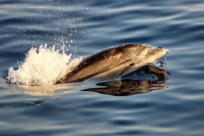 Dolphin Watching by Boat - Inclusions During the Boat Trip