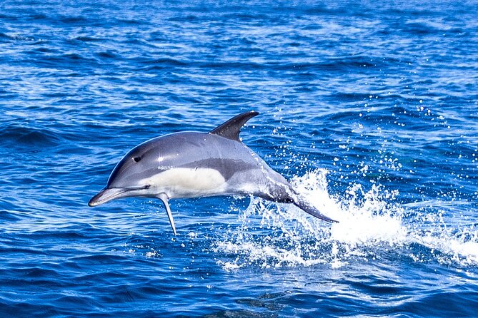 Dolphin Watching in Lisbon - Additional Info