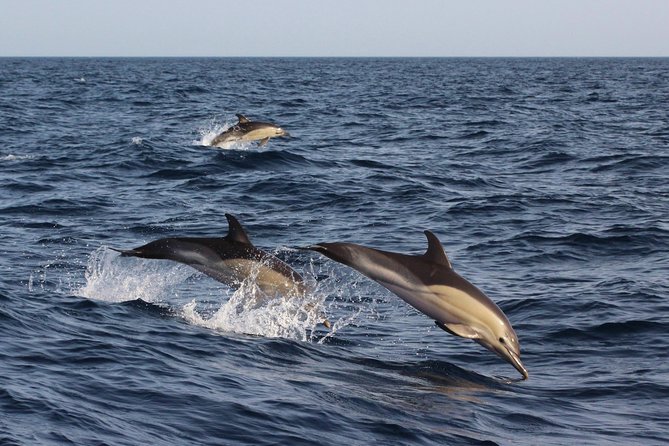 Dolphin-Watching in Marina De Lagos - Pricing, Copyright, and Terms & Conditions