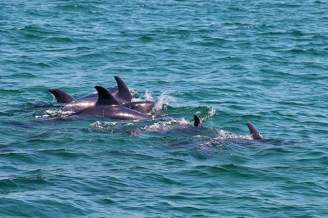Dolphin Watching Tour by Catamaran From Lisbon - Traveler Photos and Reviews