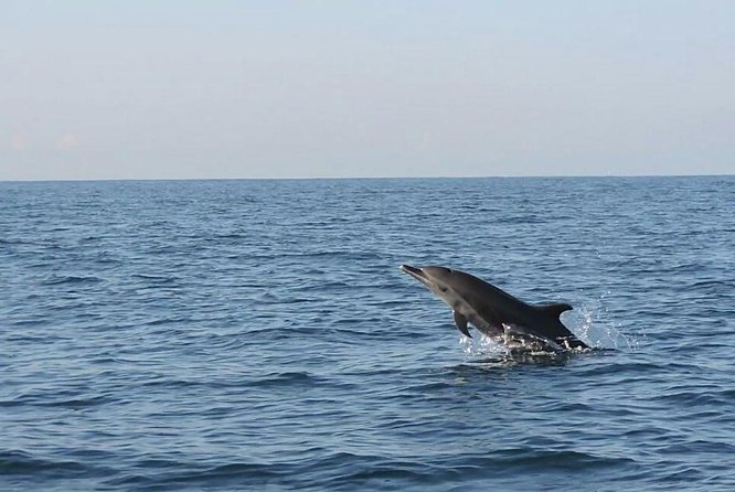 Dolphin & Whale Watching - Top Dolphin Watching Spots