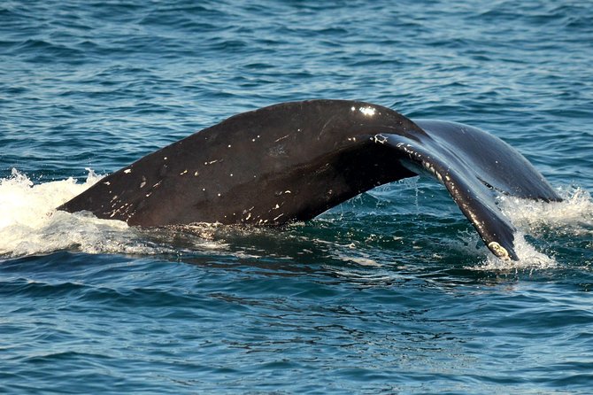 Dolphin & Whale Watching Sunset Cruise - Inclusions and Meeting Details