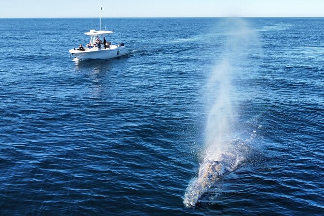Dolphin & Whale Watching - Meeting and Pickup