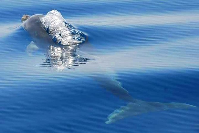 Dolphins and Benagil Caves From Albufeira - Allboat - Additional Information
