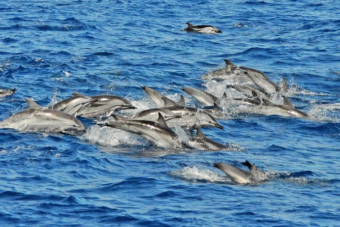 Dolphins Watching and Coastal Catamaran Sailing Cruise - Pickup and Transportation