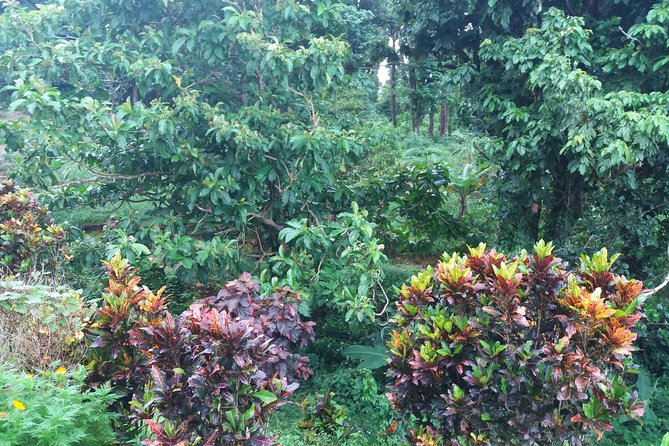 Dominica Highlights Tour - Traveler Photos and Reviews