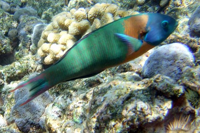 Double Reef Snorkel, Dolphin & BBQ - What To Expect
