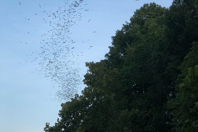 Downtown Austin Sunset Kayak Tour With 1.5 Million Bats - Meeting and Pickup