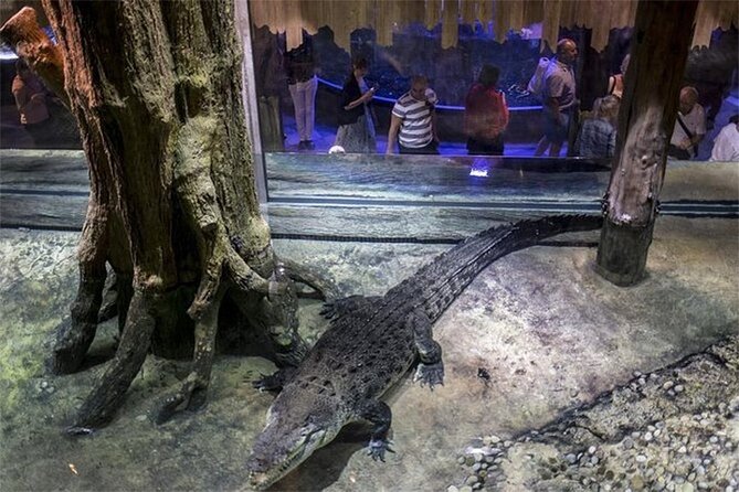 Dubai Aquarium and Underwater Zoo Admission Ticket - Viator, Inc