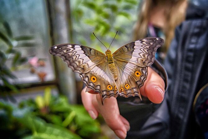 Dubai Butterfly Garden : Skip The Line / Mobile Voucher Accepted - Booking and Admission