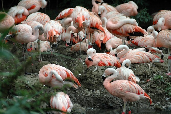 Dublin Zoo Skip-the-line Tickets and Private Transfers - Tips for a Smooth Visit