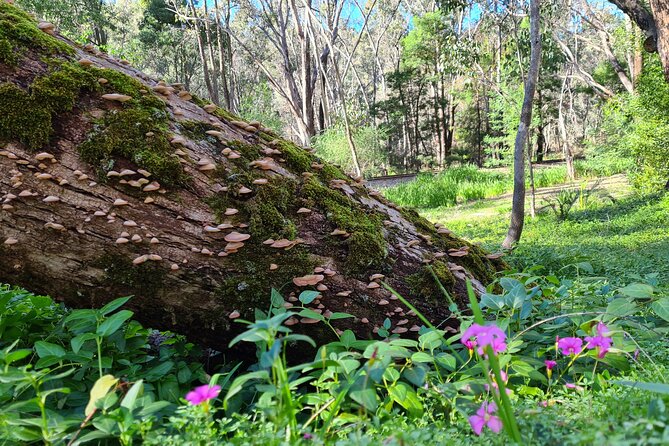 Dwellingup Trains, Trails & Woodfired Delights Full Day Tour - Tour Highlights