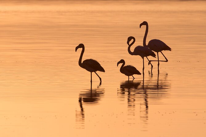 E-Bike Tour in the Santantioco Salt Marshes at Sunset - Cancellation and Refund Policies