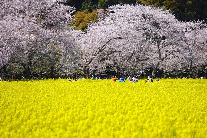 北九州で桜を巡る1日チャーターバスツアー - Cancellation Policy