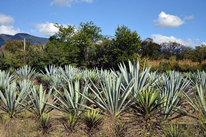 Earth, Corn & Fire: Tasting the Roots of Oaxacan Cuisine - Exploring the Importance of Corn