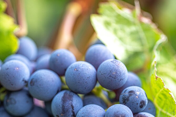 East Kelowna Full Day Guided Wine Tour With 5 Wineries - The Sum Up