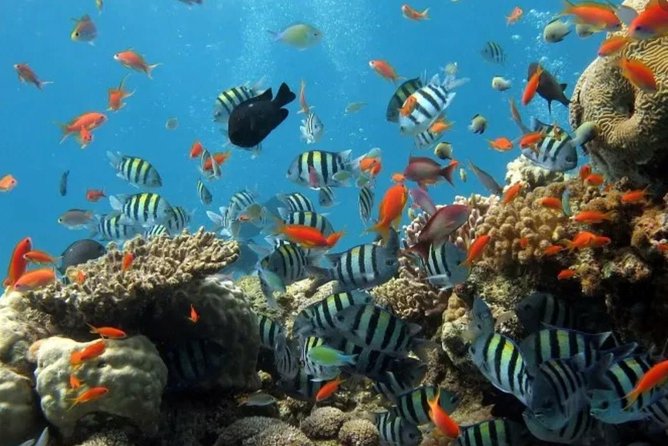 Eco Sea Scooter Guided Beach Tour From The Famous Kapalua Bay - Traveler Experiences: Memorable Moments Underwater