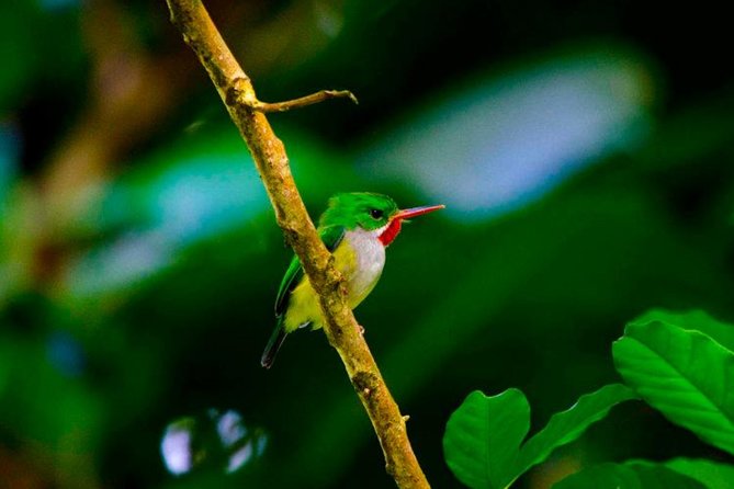 El Yunque Rainforest and Zipline Canopy Combo Tour - Tour Guides and Highlights