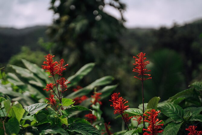 El Yunque Rainforest Half-Day Trip From San Juan - Common Questions