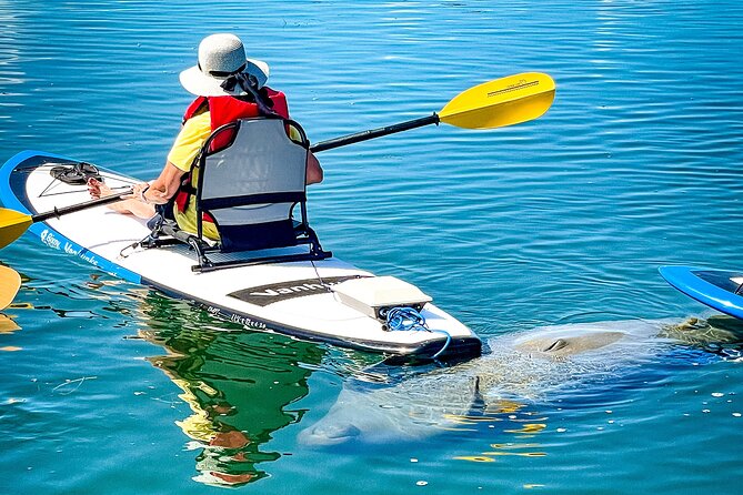 Electric Paddle Board Dolphin Watching Tour of Shell Key Preserve - Inclusions