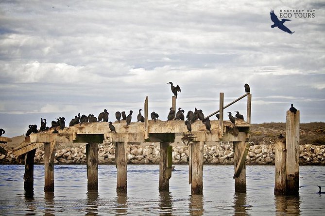 Elkhorn Slough Wildlife Tour - Tour Overview and Inclusions