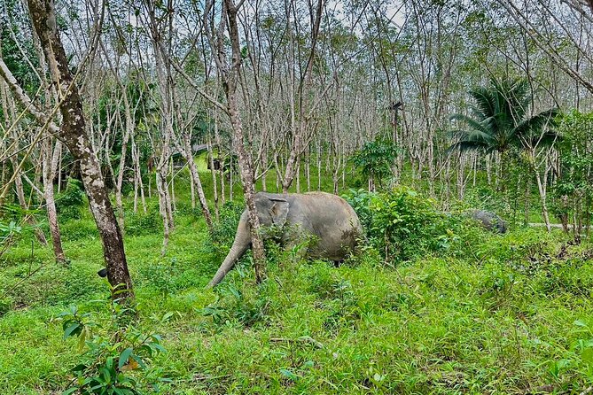 Evening Guide Tour to Khaolak Elephant Sanctuary Free 1 Cocktail - Sanctuary Overview