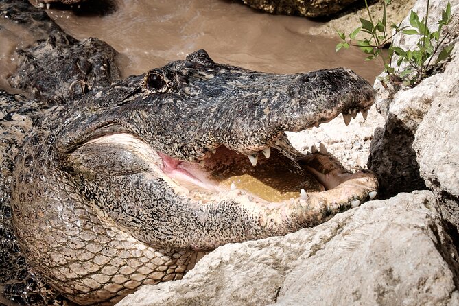 Everglades Airboat, Wildlife Experience With Roundtrip Transfer - Meeting and Pickup Information