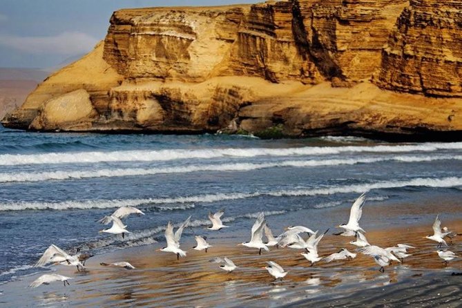 Excursion Paracas National Reserve and Tambo Colorado From Port the San Martín - Meeting and Pickup Details