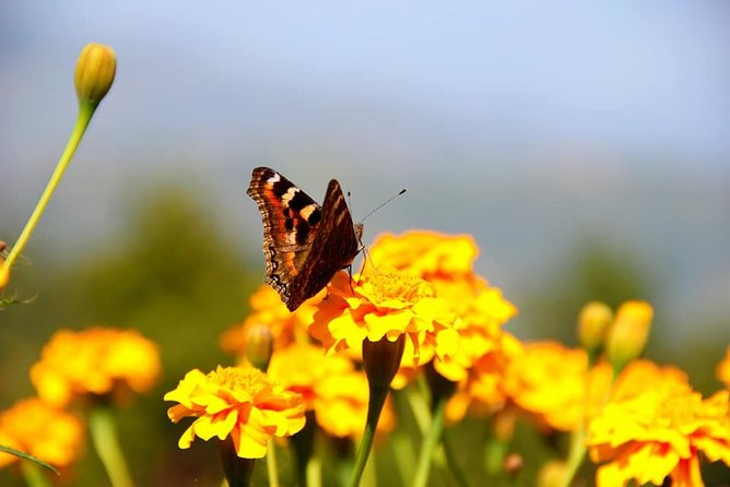 Experience Permaculture Organic Farm Tour Near Kathmandu - Tour Inclusions