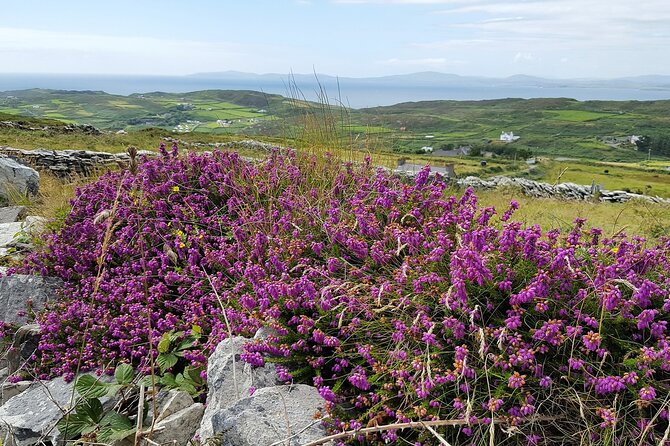 Explore Cape Clear Island Departing From Schull - Self-Guided - Start Time and Duration