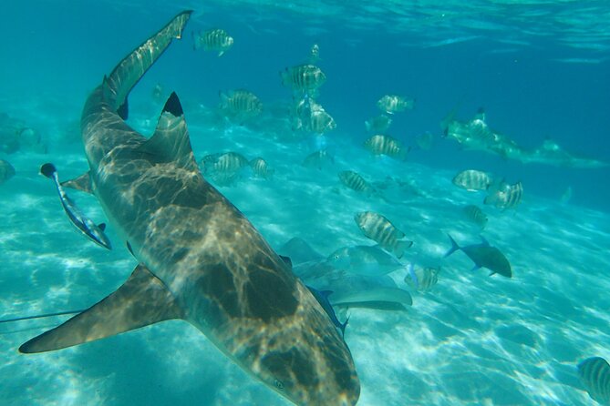 Explore Moorea by Private Boat - Experiencing the Marine Life on a Private Boat Excursion in Moorea