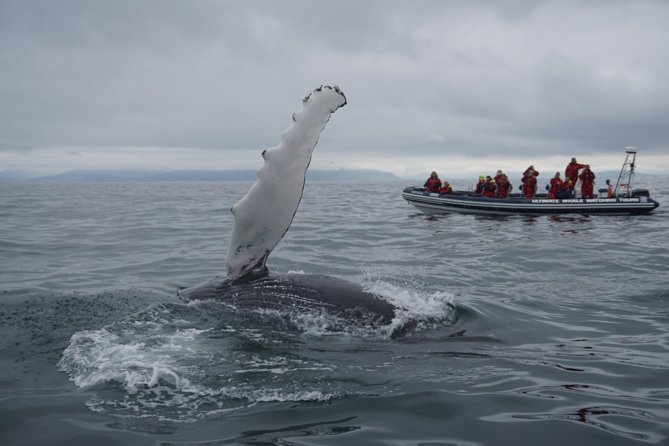 Express Whale Watching by RIB Boat From Akureyri - Departure Details