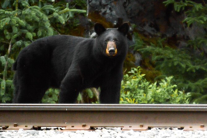Exquisite Wildlife & Wilderness Photo Tour Anchorage -Whittier - Overview of Tour