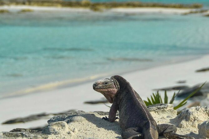 Exuma Full-Day Excursion With Breakfast and Lunch Included  - Nassau - Whats Included in the Tour