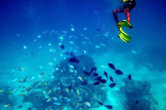Fajardo Mini Boat Snorkel Safari - Additional Information and Reviews