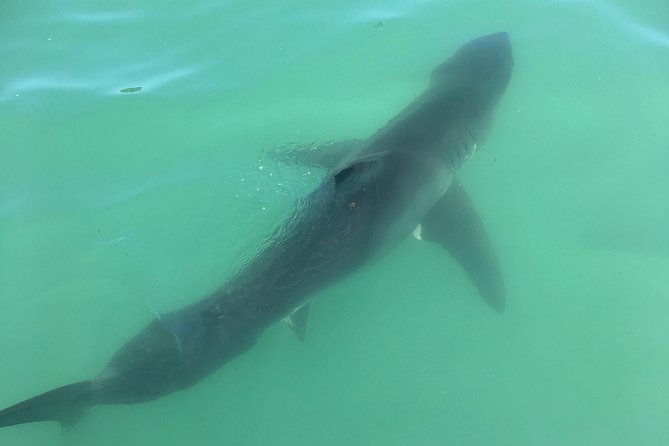 Family and Private Group Whale and Dolphin Watching - What To Expect