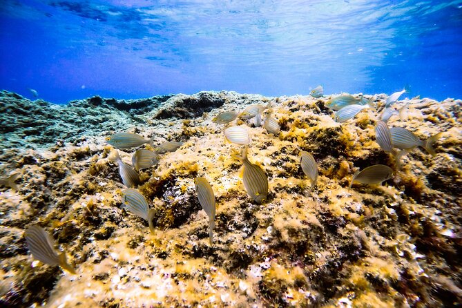 First Dive 60 Minutes in Saint-Raphaël - Transportation and Medical Considerations