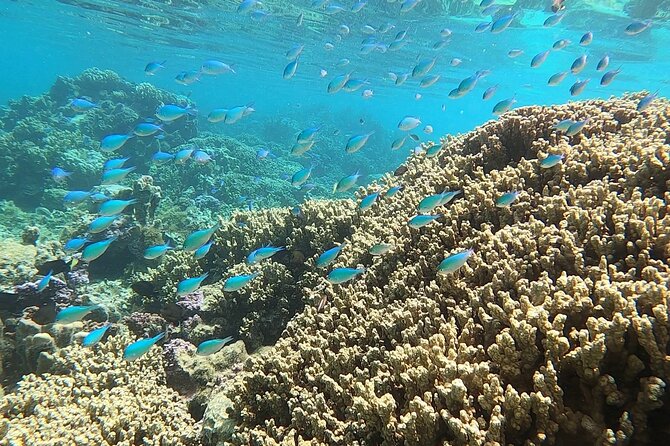 First Dive in the Beautiful and Quiet Maraa Lagoon (Paea - Tahiti) - Use of Scuba Equipment