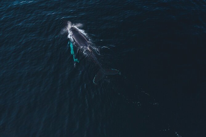 Fjord and Whale Safari Tour - Pickup Details