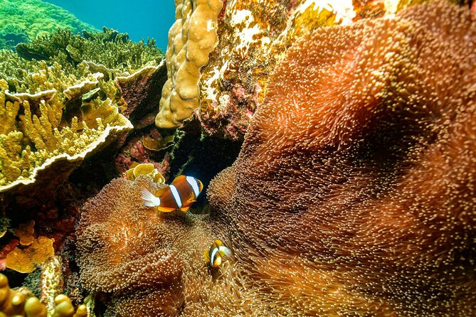 Fly to Moore Reef & Cruise Return - Inclusions and Facilities