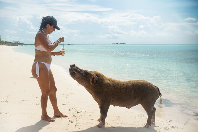 Four-Hour Pig Swim and Activities at Rose Island  - New Providence Island - Pig Encounters and Activities