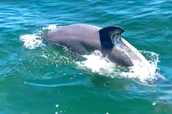 Frisky Mermaid Dolphin Tour Secluded Beach Equip - Dolphin Encounter Experience