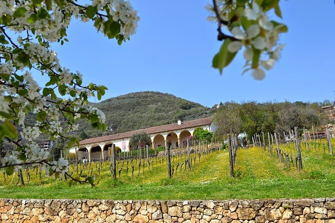 From Verona: Prosecco & Classic Method Sparkling Wine Tour, With Light Lunch - Tour Details