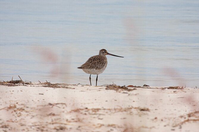 Full Day Birdlife Tour in Bribie Island - Questions and Support