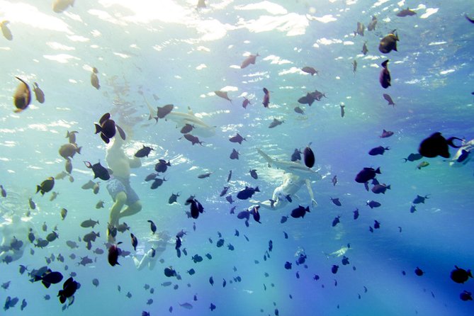 Full-Day Bora Bora Lagoon Cruise Including Snorkeling With Sharks and Stingrays - Private Island Barbecue Lunch