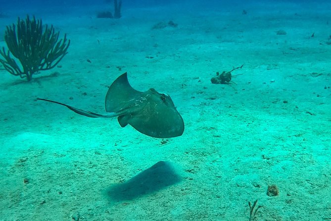 Full-Day Catalina Island Snorkeling Tour From Punta Cana - Traveler Photos and Featured Review