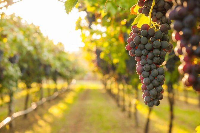 Full-Day СOmprehensive Tour of Rhodes Including Wine Tasting - Traveler Photos and Reviews